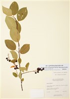 藏品(野櫻)的圖片